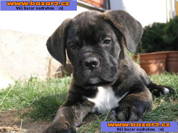 Cane Corso Štěňata