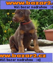 zbzfsb Doga Štěňata