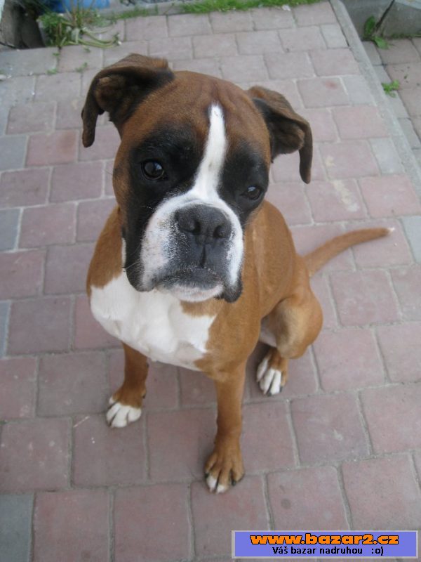 Německý boxer - darujeme 