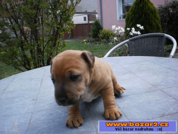 Jack Russel - štěně