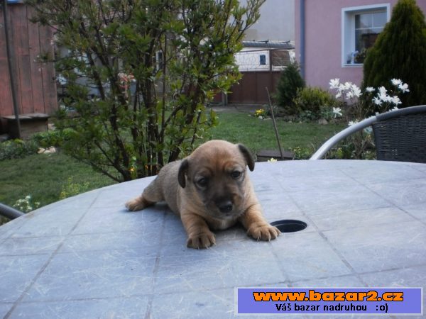 Jack Russel - štěně