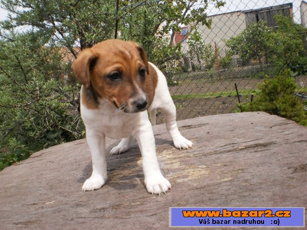 Jack Russel - štěně