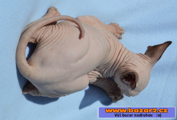 Sphynx kotě - kluk s PP