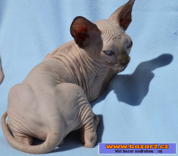 Sphynx kotě - kluk s PP