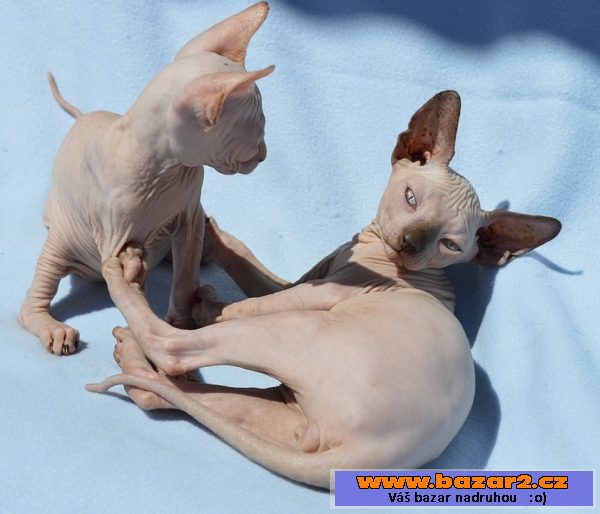 Sphynx kotě - kluk s PP