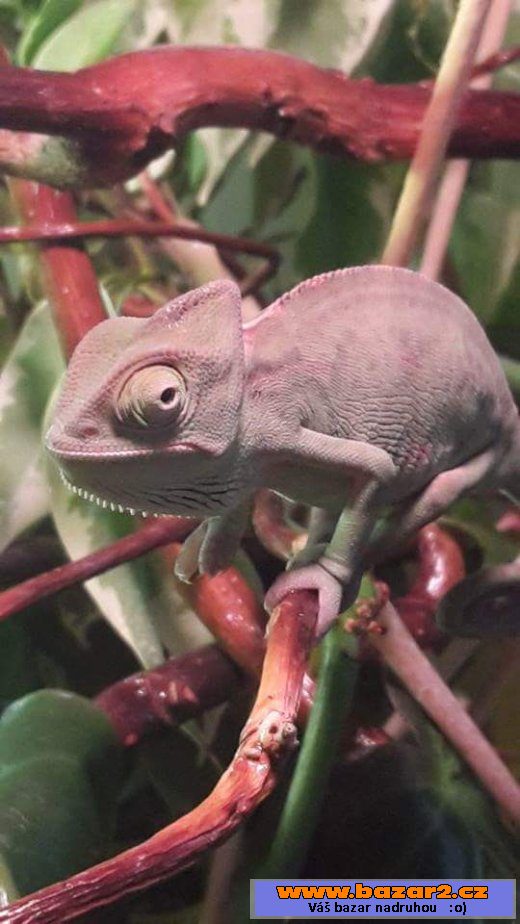 Nabízím mláďata chameleona jemenské