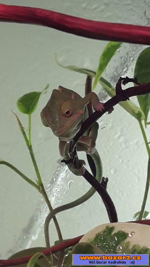 Nabízím mláďata chameleona jemenské