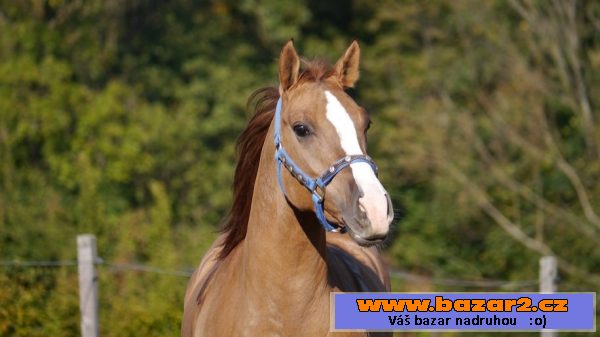 QH Kobylku 2009
