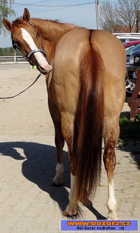 QH Kobylku 2009