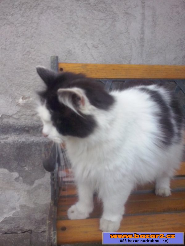 Daruji hodnou kočičku