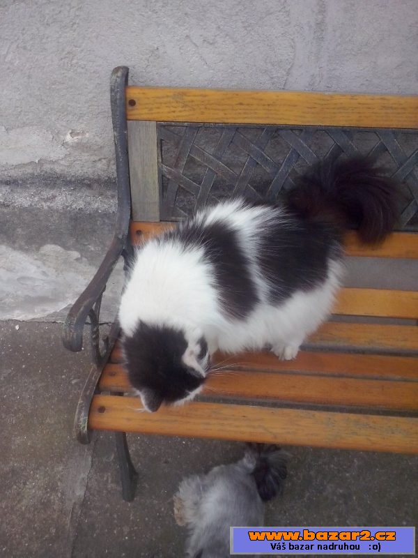 Daruji hodnou kočičku