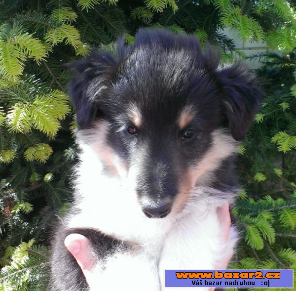 Vymazlený trikolorní pejsek sheltie