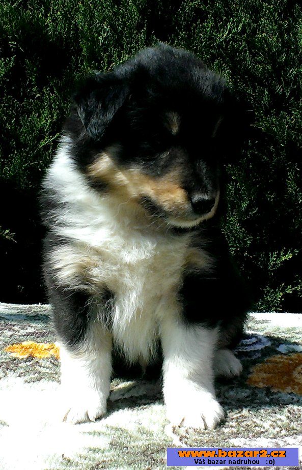 Vymazlený trikolorní pejsek sheltie