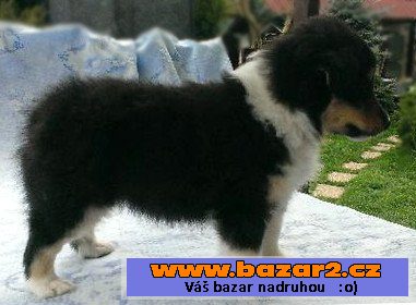 Vymazlený trikolorní pejsek sheltie