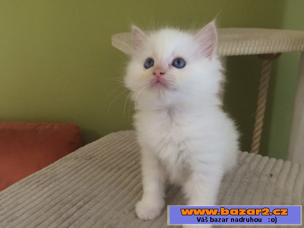 Kocourek Ragdoll s PP