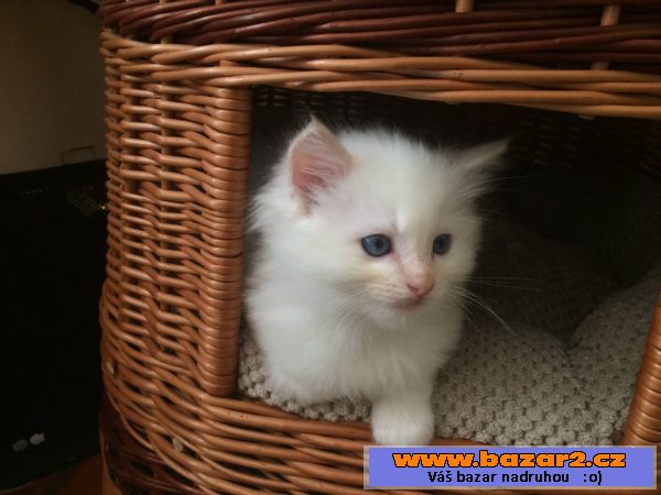 Kocourek Ragdoll s PP