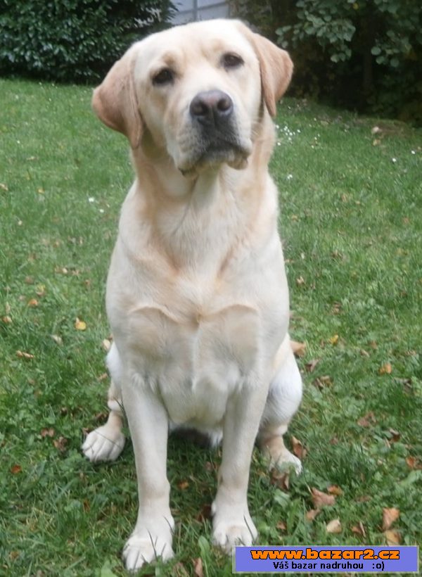 Žlutá štěňátka labradora s PP