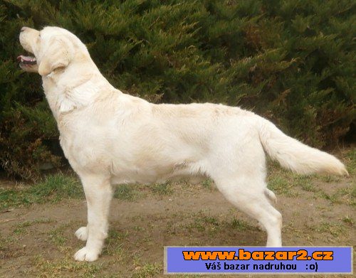 Žlutá štěňátka labradora s PP