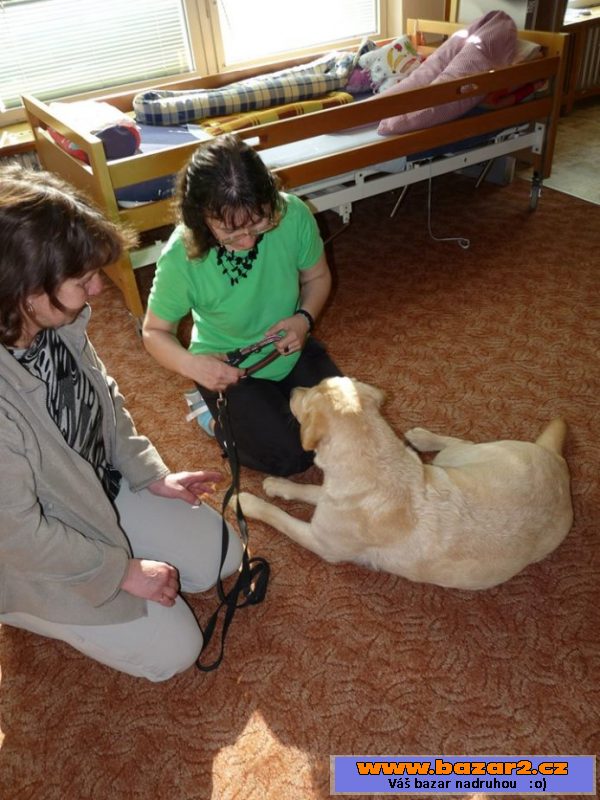 Žlutá štěňátka labradora s PP