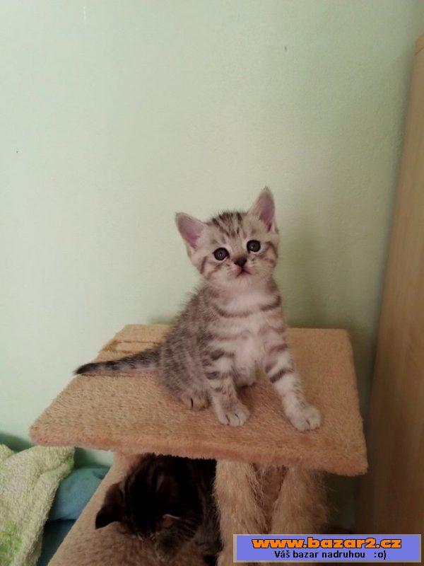Britská kočka - whiskas  koťátka