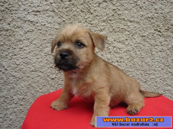 Norwich terrier - štěňata s PP