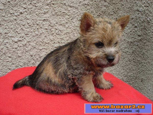 Norwich terrier - štěňata s PP