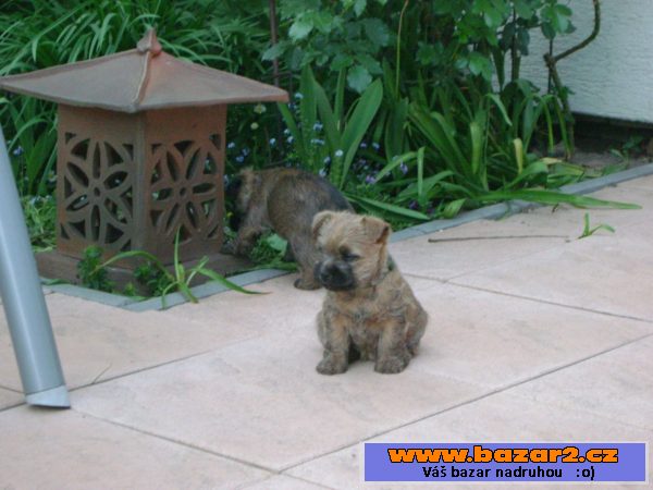 Kern teriér (cairn terrier)