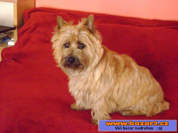Kern teriér (cairn terrier)