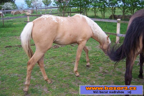 Klisna Apaloosa
