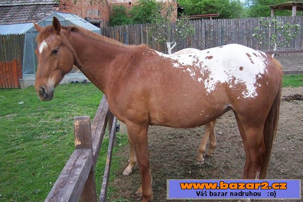 Klisna Apaloosa