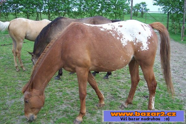 Klisna Apaloosa