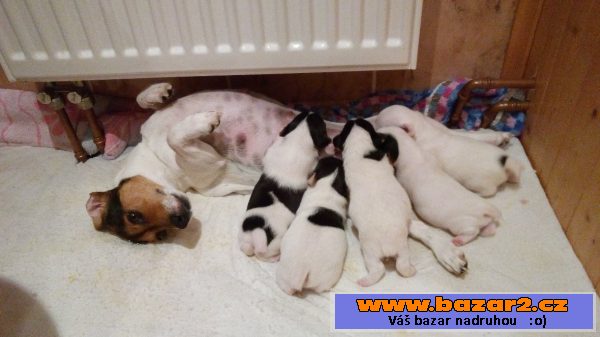 Štěňata jack russel teriéra bez PP