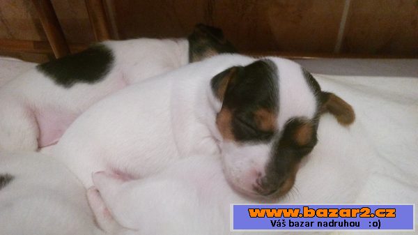 Štěňata jack russel teriéra bez PP