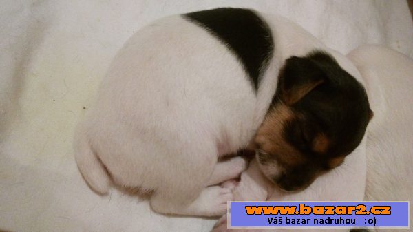 Štěňata jack russel teriéra bez PP