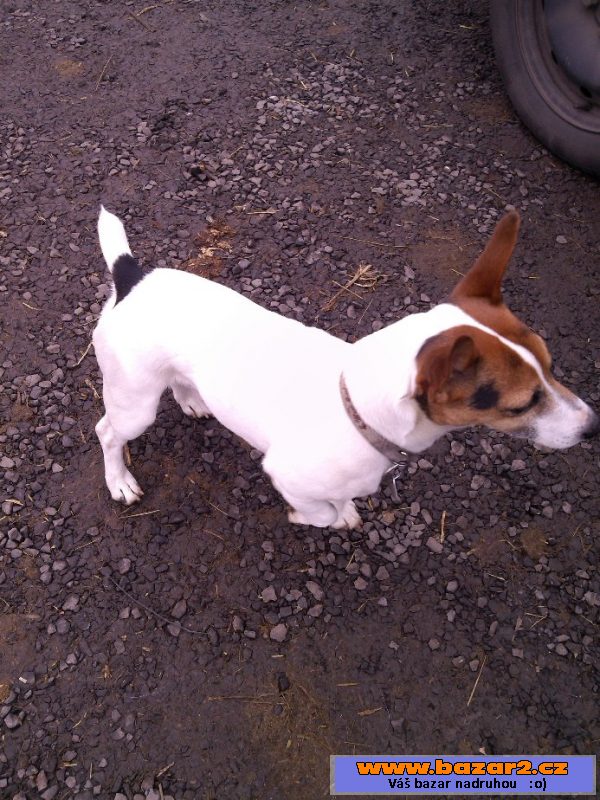 Štěňata jack russel teriéra bez PP
