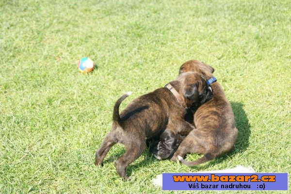 Štěňata něm. boxer s prac. rodokmen