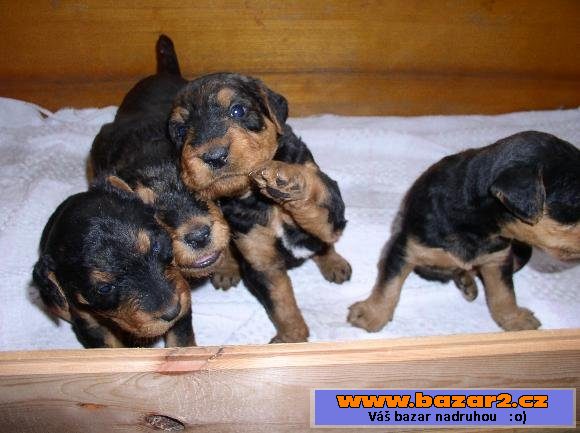 Erdelteriér (airedale terier) štěňa
