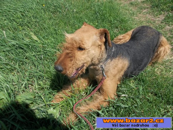 Erdelteriér (airedale terier) štěňa