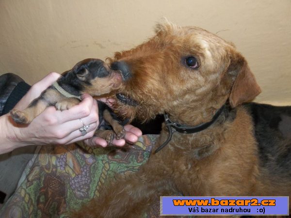 Erdelteriér (airedale terier) štěňa