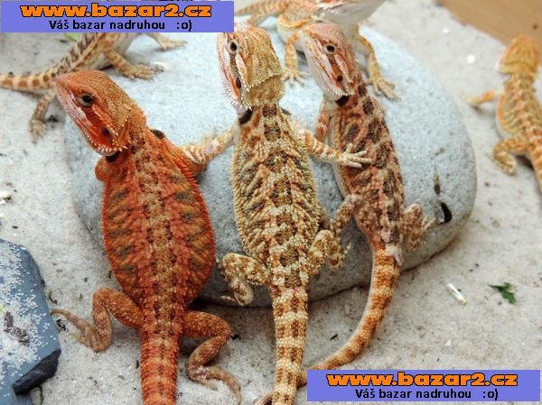 AGAMA VOUSATA