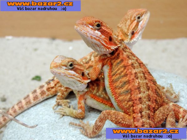 AGAMA VOUSATA