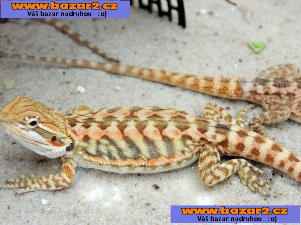 AGAMA VOUSATA