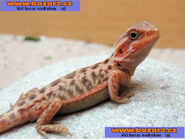 AGAMA VOUSATA