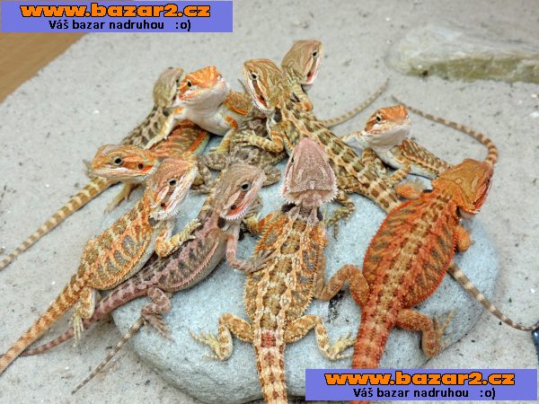 AGAMA VOUSATA