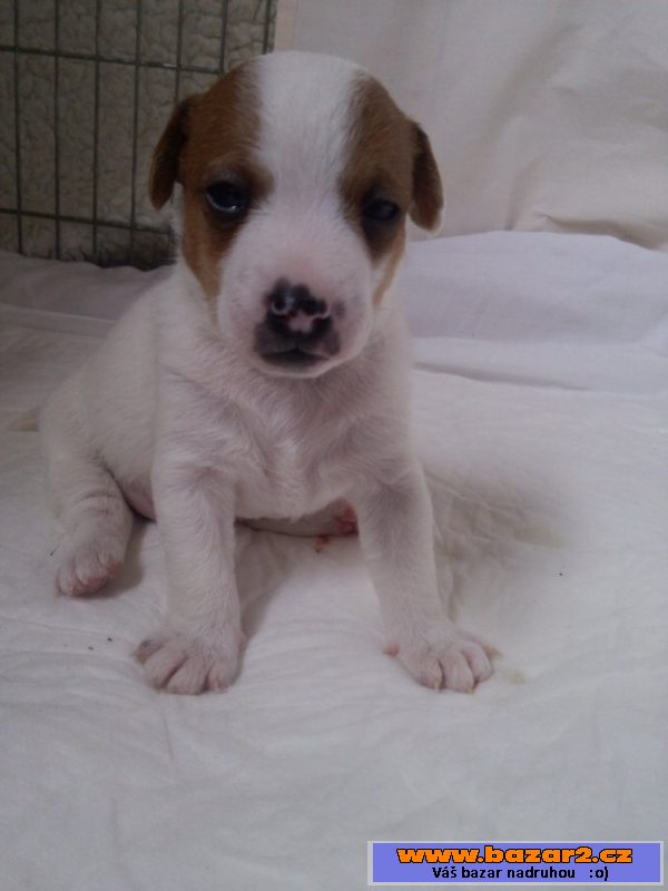 Prodám štěňata Jack Russel Teriéra 