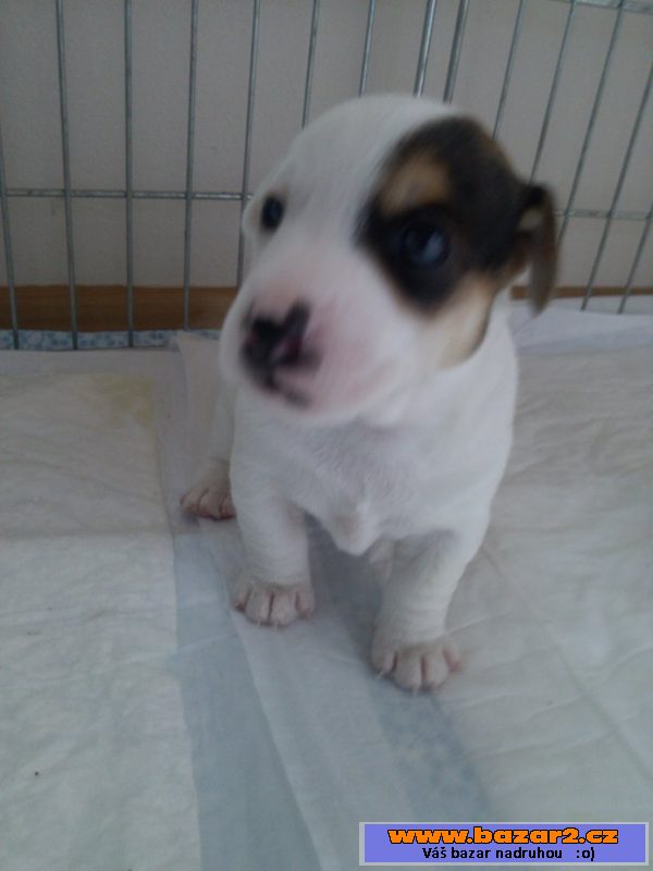 Prodám štěňata Jack Russel Teriéra 