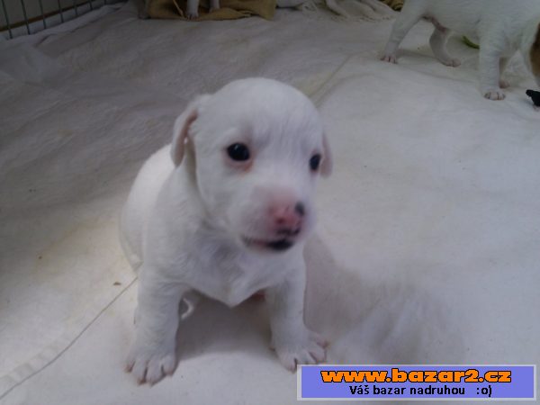 Prodám štěňata Jack Russel Teriéra 
