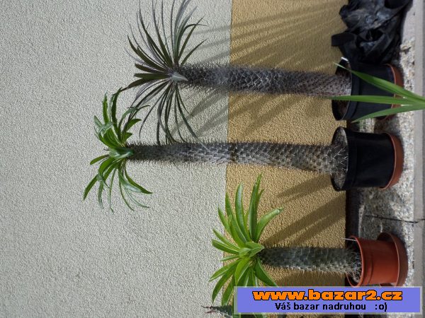 Pachypodium