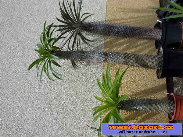 Pachypodium
