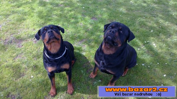 Štěňata Rotvajlera, Rottweilera